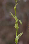 American burnweed